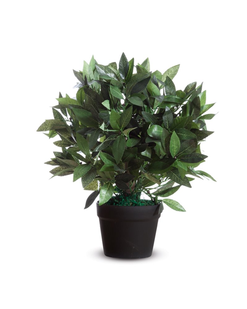 Pianta ornamentale LAURO H50cm