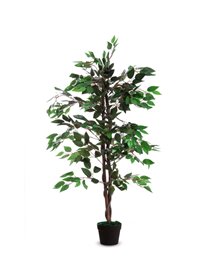 Pianta ornamentale FICUS H120cm